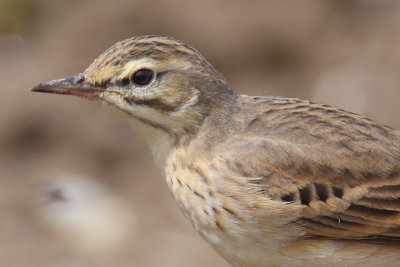 Tawny pipit (anthus campestris), Vullierens, Switzerland, April 2013