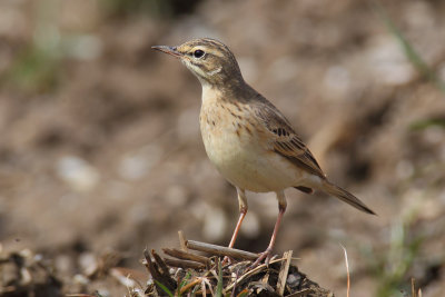 Tawny pipit (anthus campestris), Vullierens, Switzerland, April 2013