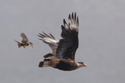 Southern crested caracara, carancho (caracara plancus), Salta, Argentina, January 2013