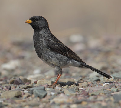 Mourning sierra-finch