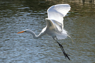 White Egrets