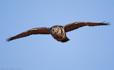 Northern Hawk Owl