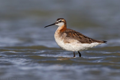 Wilsons Phalarope