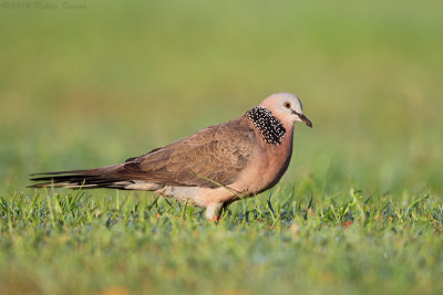 Spotted Dove