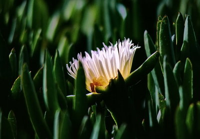 Coastal Flower