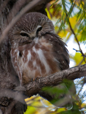 Northern Saw-Whet Owl   (Aegolius acadicus)