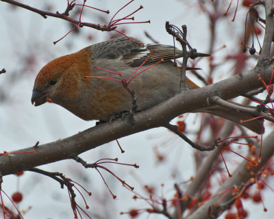 Pine Grosbeak  (Pinicola enucleator)