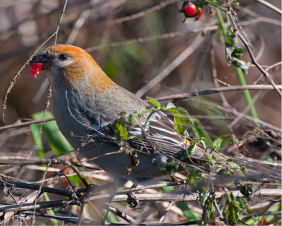 Pine Grosbeak  (Pinicola enucleator)