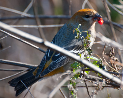 Pine Grosbeak  (Pinicola enucleator)