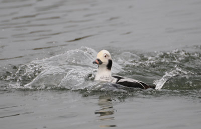 Long-tailed Duck  (Clangula hyemalis) 'Displacement'