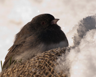 Dark-eyed Junco (Junco hyemalis)