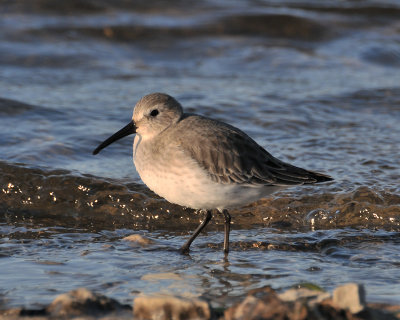 Dunlin (Calidris alpina)
