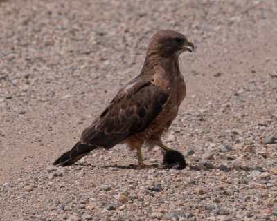 Swainson's Hawk (Buteo swainsoni)