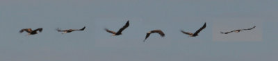 Golden Eagle (Aquila chrysaetos) Montage