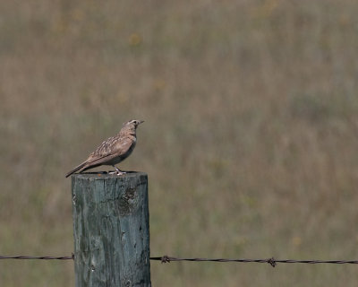 Horned Lark (Eremophila alpestris) (Prairie Race)