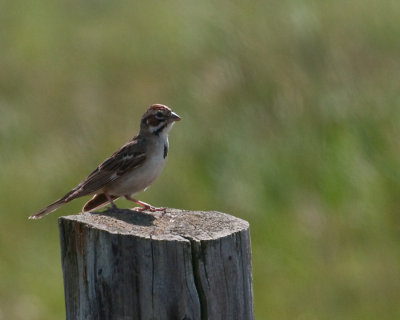 Lark Sparrow (Chondestes grammacus)