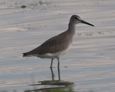 Willet (Western) (Tringa semipalmata)