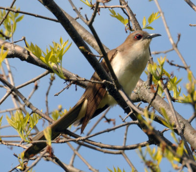 Black-billed Cuckoo (Coccyzus erythropthalmus)