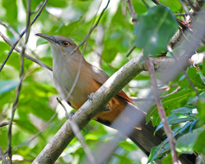 Great Lizard-Cuckoo (Coccyzus merlini)