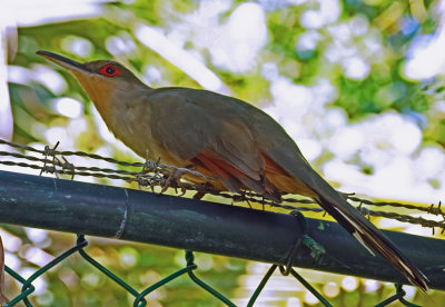 Hispaniola Cuckoo (Saurothera longirostris)