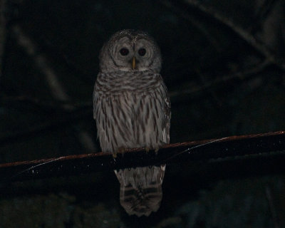 Barred Owl (Strix varia)