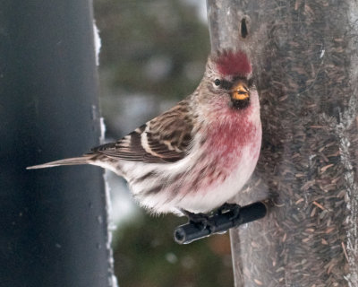 Common Redpoll (Acanthis flammea) 