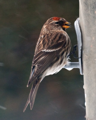 Common Redpoll (Acanthis flammea) 