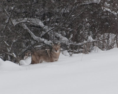 Coyote (Probable sub-species - Canis Latrans Thamnos?)