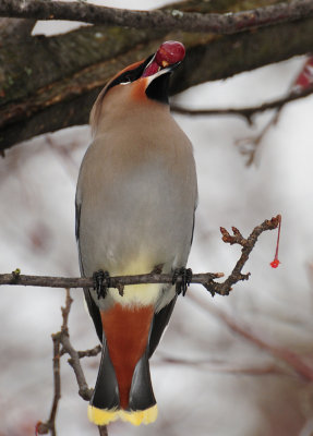 Bohemian Waxwing (Bombycilla garrulus)