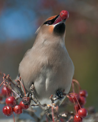 Bohemian Waxwing (Bombycilla garrulus)