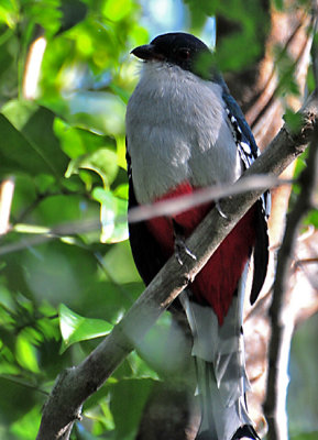 Cuban Trogon