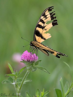 August 23, 2006: Swallowtail