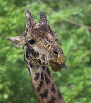 September 4, 2006: Giraffe