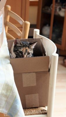 Kitties hide.