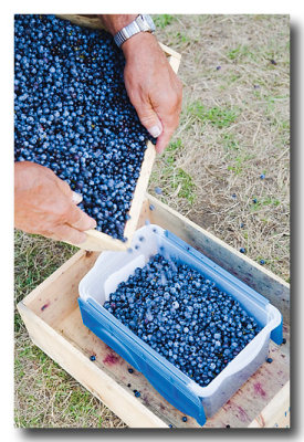 ...buy blueberries from...
