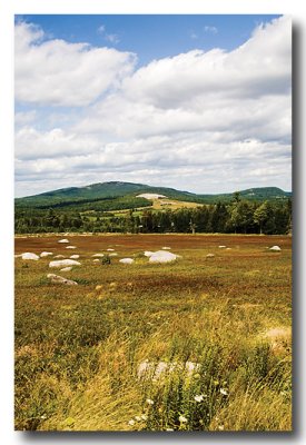 Blueberry barrens turn red....