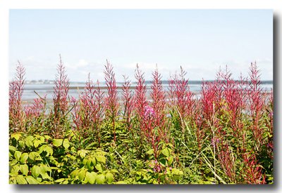 Then on the way to West Quoddy Head, there is new vegetation with Lubec in the background.