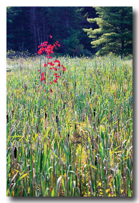 Lovely little red tree stands alone in cat tails.