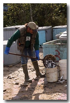 ....lobstermen at work.