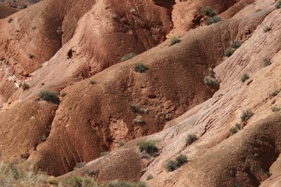 Red Sand Dunes 2