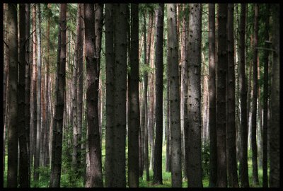 Coniferious forest