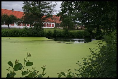 Algae pond,near to the farm