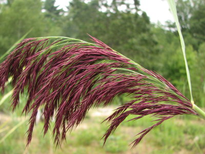 Purple tassel