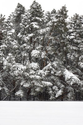 Emery Park Trees