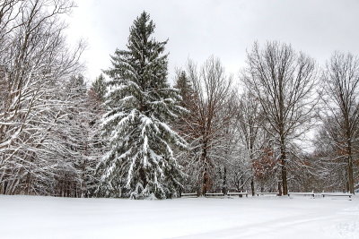 Winter in Emery Park
