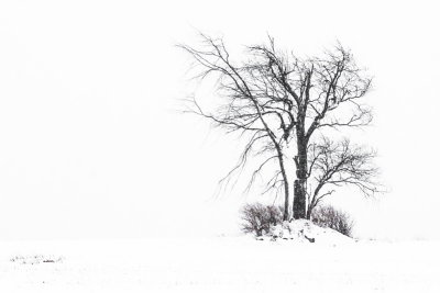 Winter Trees