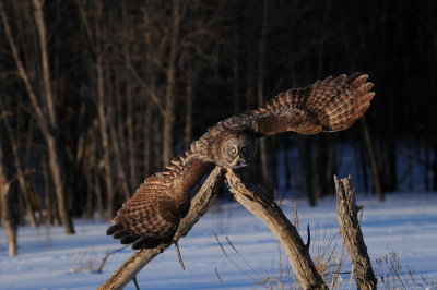 GREAT GREY OWLS 2013 Winter .... My photos over 3 months