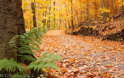 Chemin d'automne_Autumn path