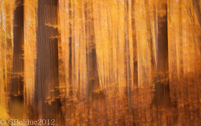 Forest Abstract_Abstrait forestier