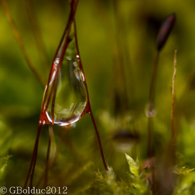Goute en suspension
